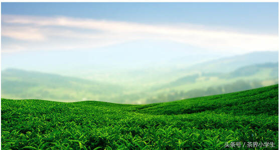 绿茶产地（7）——四川名优绿茶