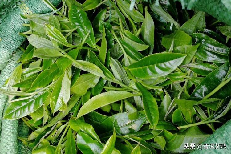 普洱茶鲜叶有什么与众不同的特点？