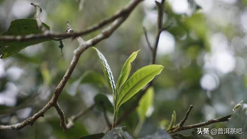 树龄不同的茶树口感上有哪些区别？