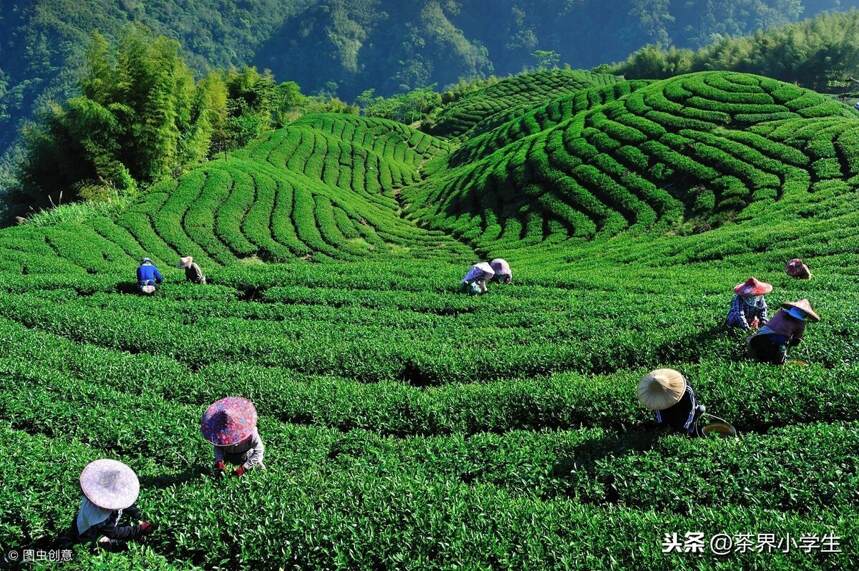今天，2019中国茶叶区域公用品牌价值十强诞生：你想喝吗？（上）