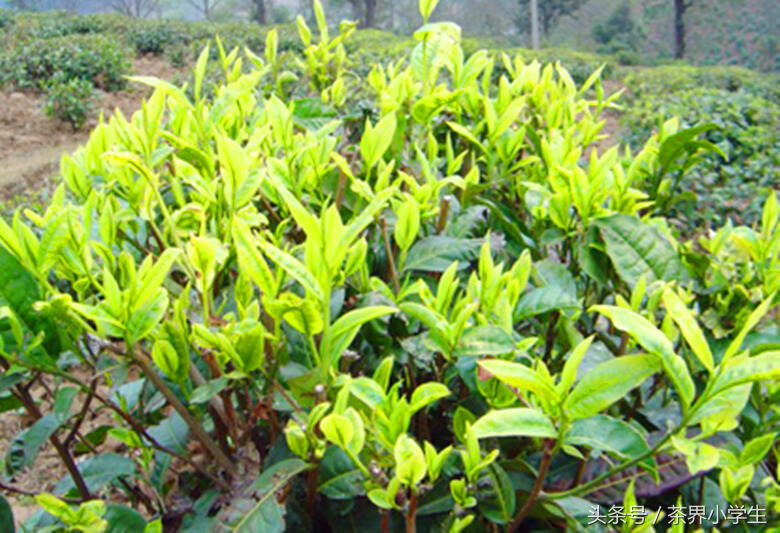 红茶产地（3）——云南滇红（代表茶：云南工夫红茶，大叶种）
