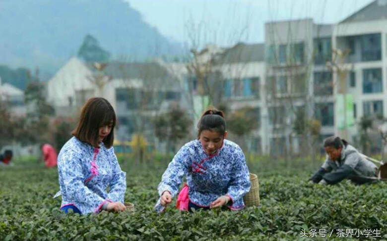 3月，采新茶哟—成都采茶节将于3月18日在邛崃举行，6大主题活动