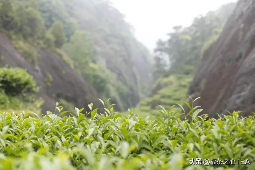 姚月明：形成武夷岩茶品质特征的相关因子