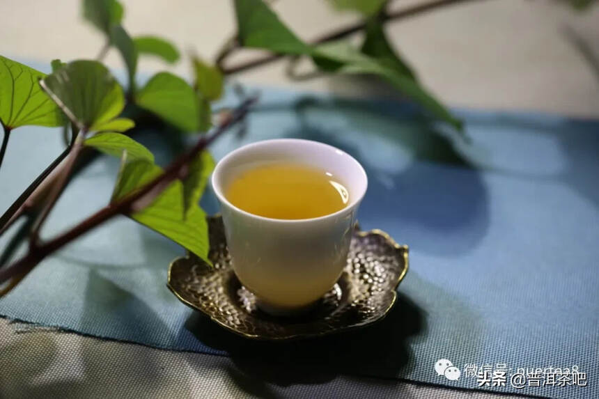 「干货分享」传说中的古六大茶山之首倚邦猫耳朵古树茶
