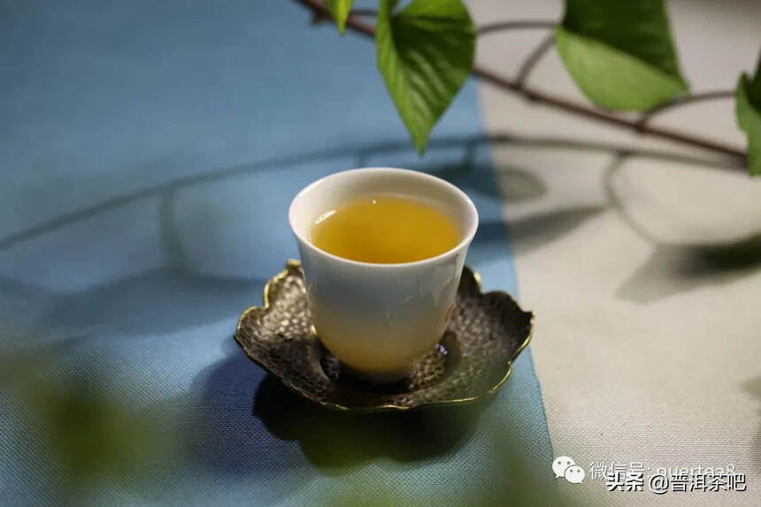 「干货分享」传说中的古六大茶山之首倚邦猫耳朵古树茶