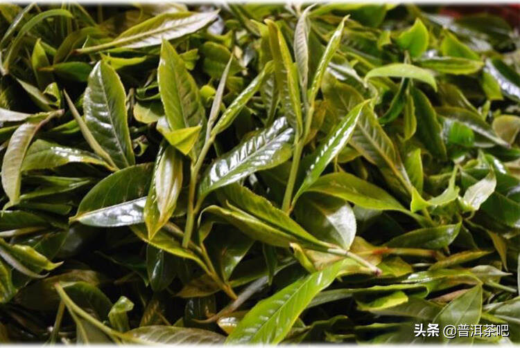 ‖普洱茶中小叶种主要分布在哪些茶区？