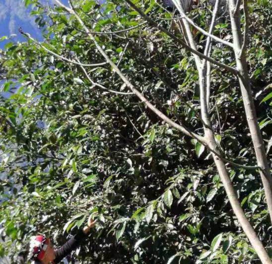 云南福贡县：老茶树发出致富芽