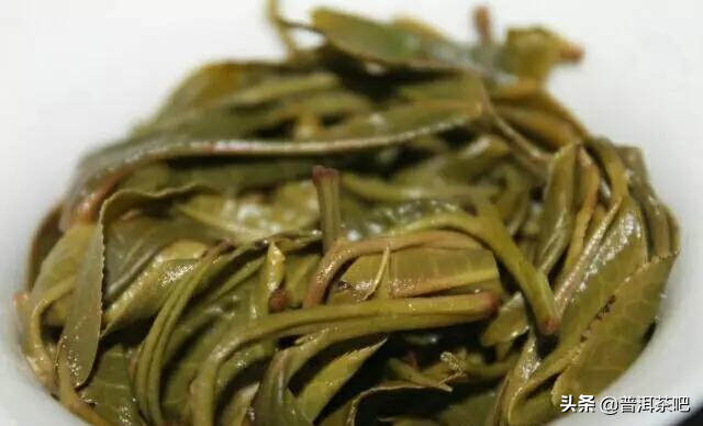 「干货分享」勐海茶区滑竹梁子古茶山的特色与口感