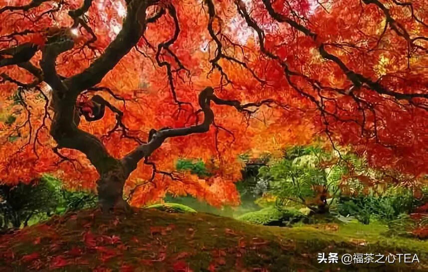 中国最贵的三棵树，一棵配有警卫，一棵投保1个亿，还有一棵……