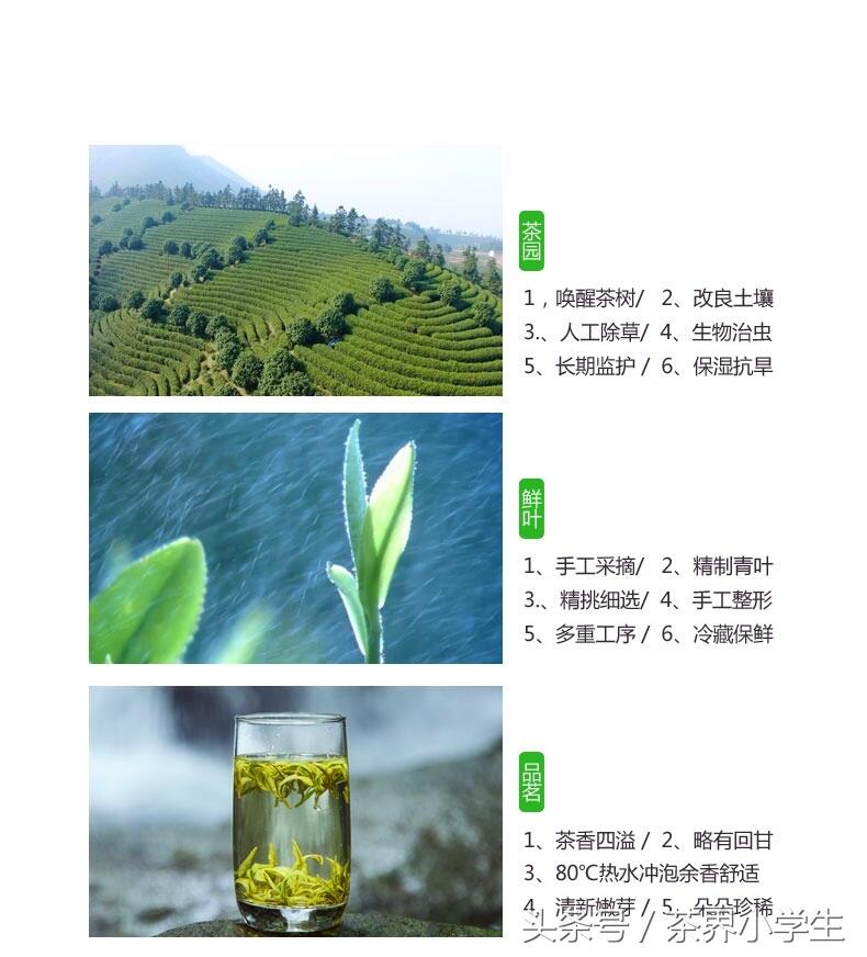 绿茶产地（1）——浙江名优绿茶