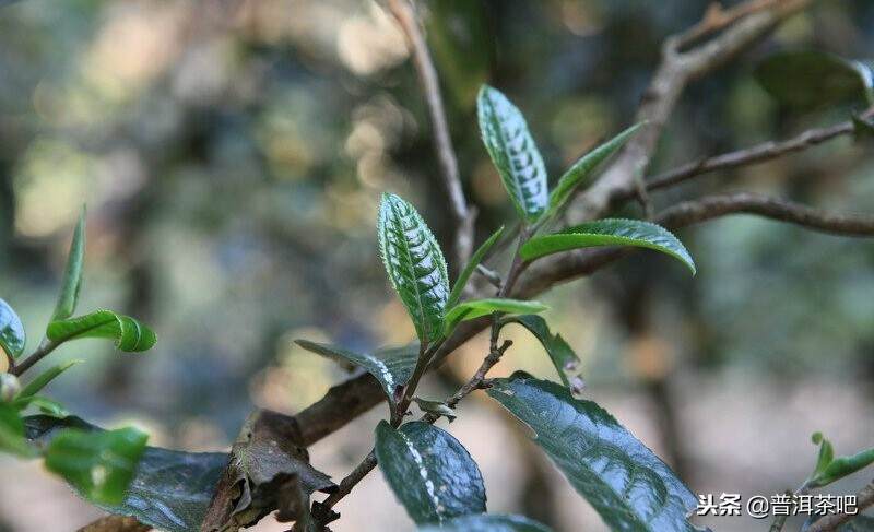 普洱茶树龄高低是不能以叶片大小来区分的