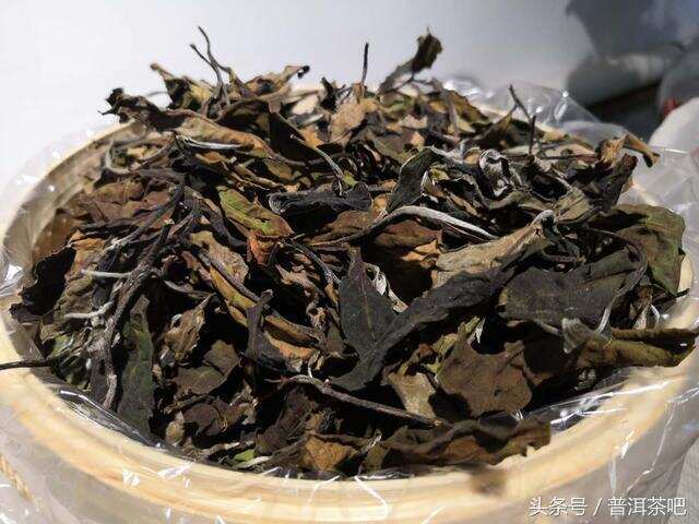 用云南大叶种制作的白茶有什么特点呢？