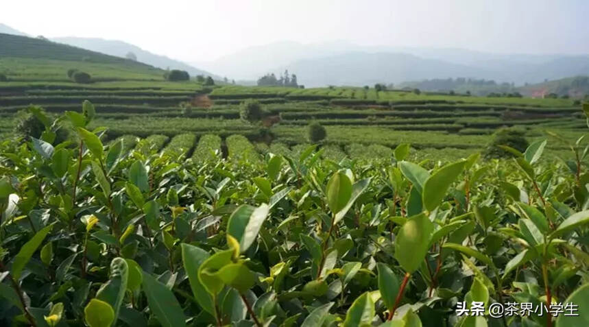 陈宗懋：首位茶界院士，谈农药从茶园到茶杯的安全如何管控