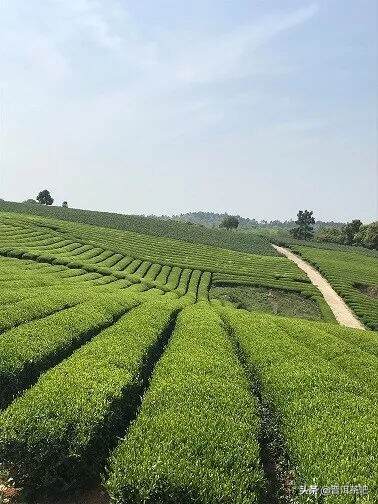 造访中国抹茶基地，欣赏那一片鲜绿