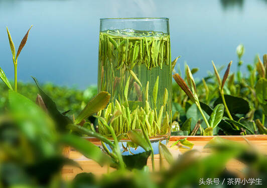 中国十大名茶（4）——蒙顶山茶（产自四川雅安，以绿茶类为主）