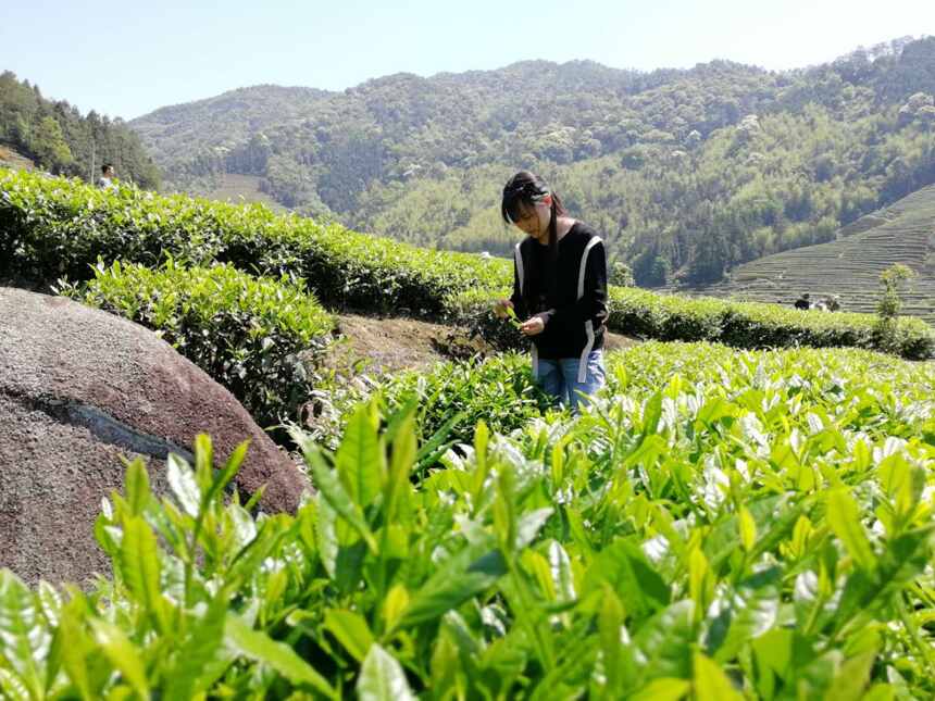 武夷岩茶全面开采，但水仙肉桂还没采摘，现在采摘制作的是哪些茶