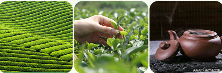 绿茶产地（12）——广东名优绿茶
