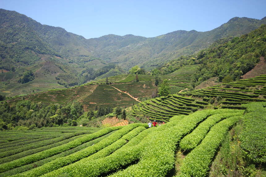 跪服！大家居然说世界上产茶量最大的不是中国，让大数据来说话！