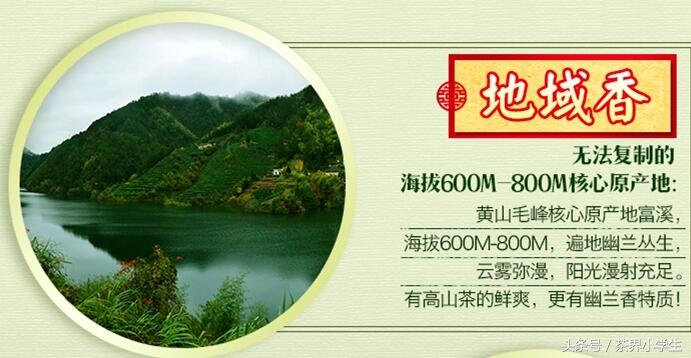 中国十大名茶（8）——黄山毛峰（产自安徽黄山，绿茶类）