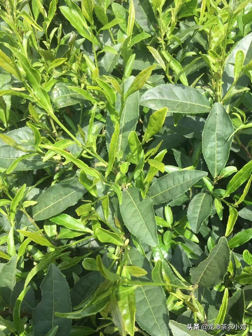 茶叶的种植与维护