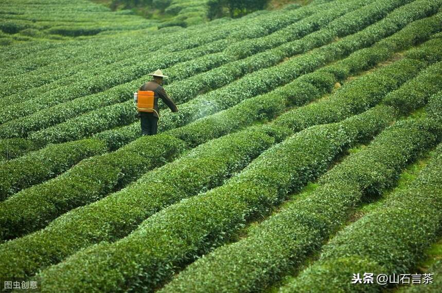 茶事 | 中国茶加工发展简史