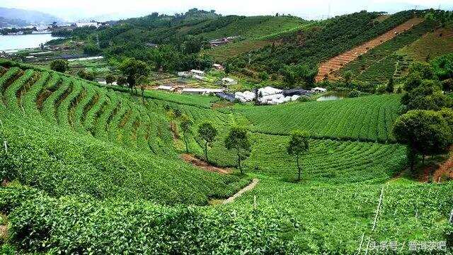 国家认证的最美茶园，就在云南宁洱县！