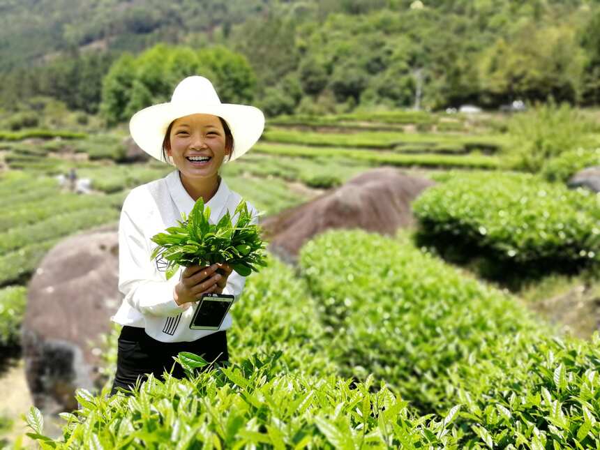 今日谷雨，“武夷岩茶”全面开采咯！
