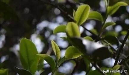 云南茶区的小叶种，是如何成为弱势的？