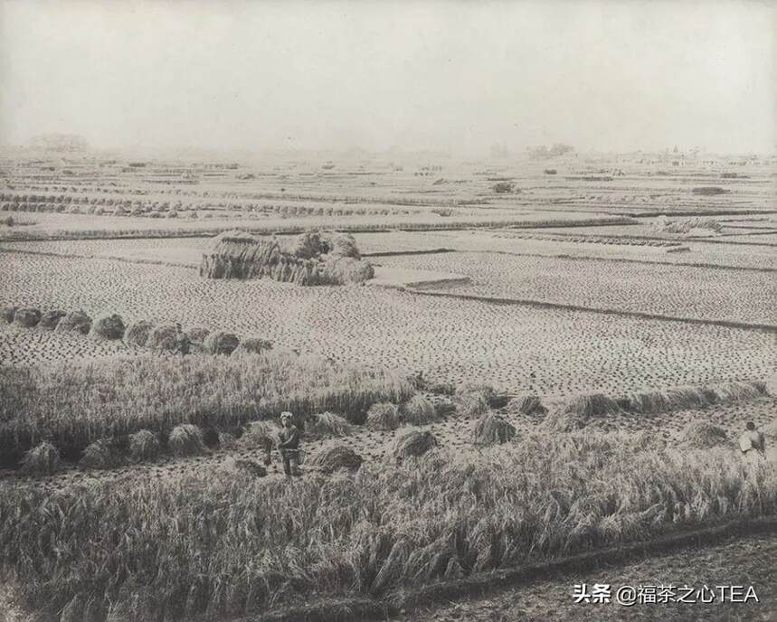 100多年前日本农村生活劳动老照片，收割水稻，养蚕织布种茶