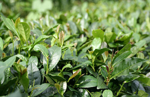 喝什么茶可以通便排毒减肥？最优选择并不是绿茶！