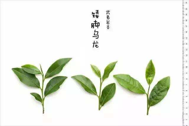 武夷岩茶品种茶传记：出生地很重要，茶叶也玩“橘生淮南”！
