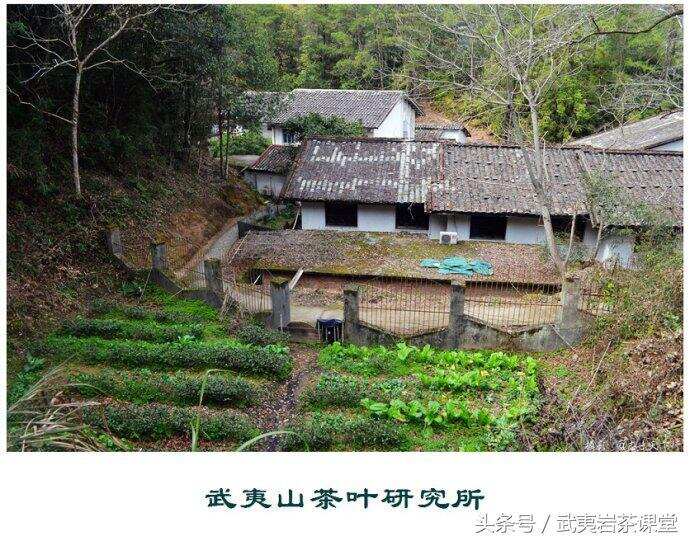 中国第一个茶叶科学研究所——武夷山茶科所（图文）