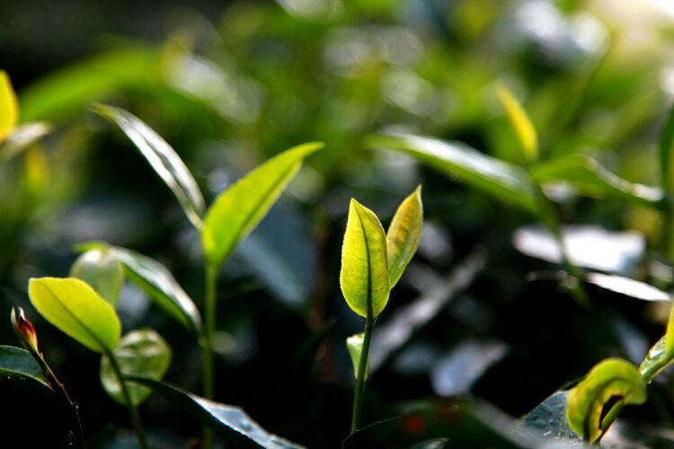 历史上武夷岩茶是如何分类的？
