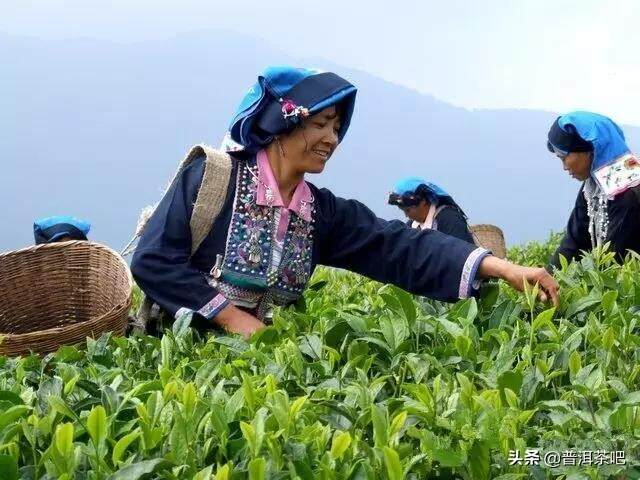 普洱茶山头丨聊一下思茅地区的茶
