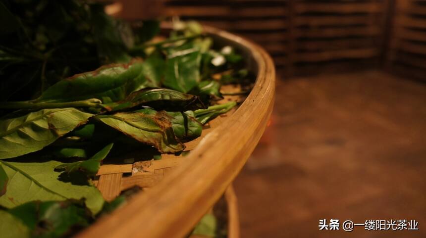茶叶大盗：福琼三进三出中国茶界，给世界带来了什么？