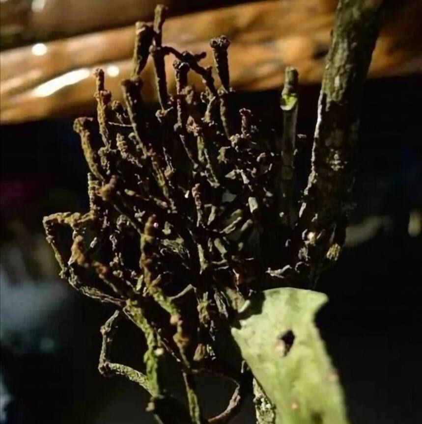 寄生在茶树上的“螃蟹脚”见过的人少，吃过的更少！