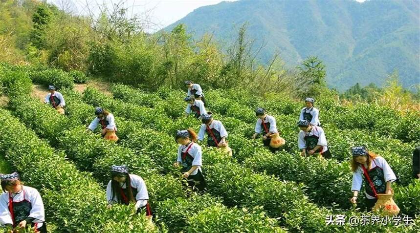 茶叶消费低于产量增速，年存货40万吨。中茶所姜仁华谈茶创新