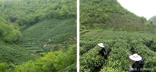 绿茶产地（9）——河南名优绿茶