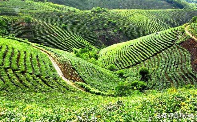 云南现在的600万亩茶园，是被古树茶绑架了，是好是坏？