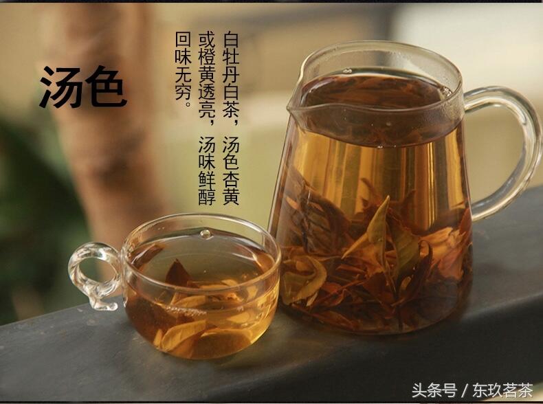 典型白茶冲泡茶艺——白牡丹