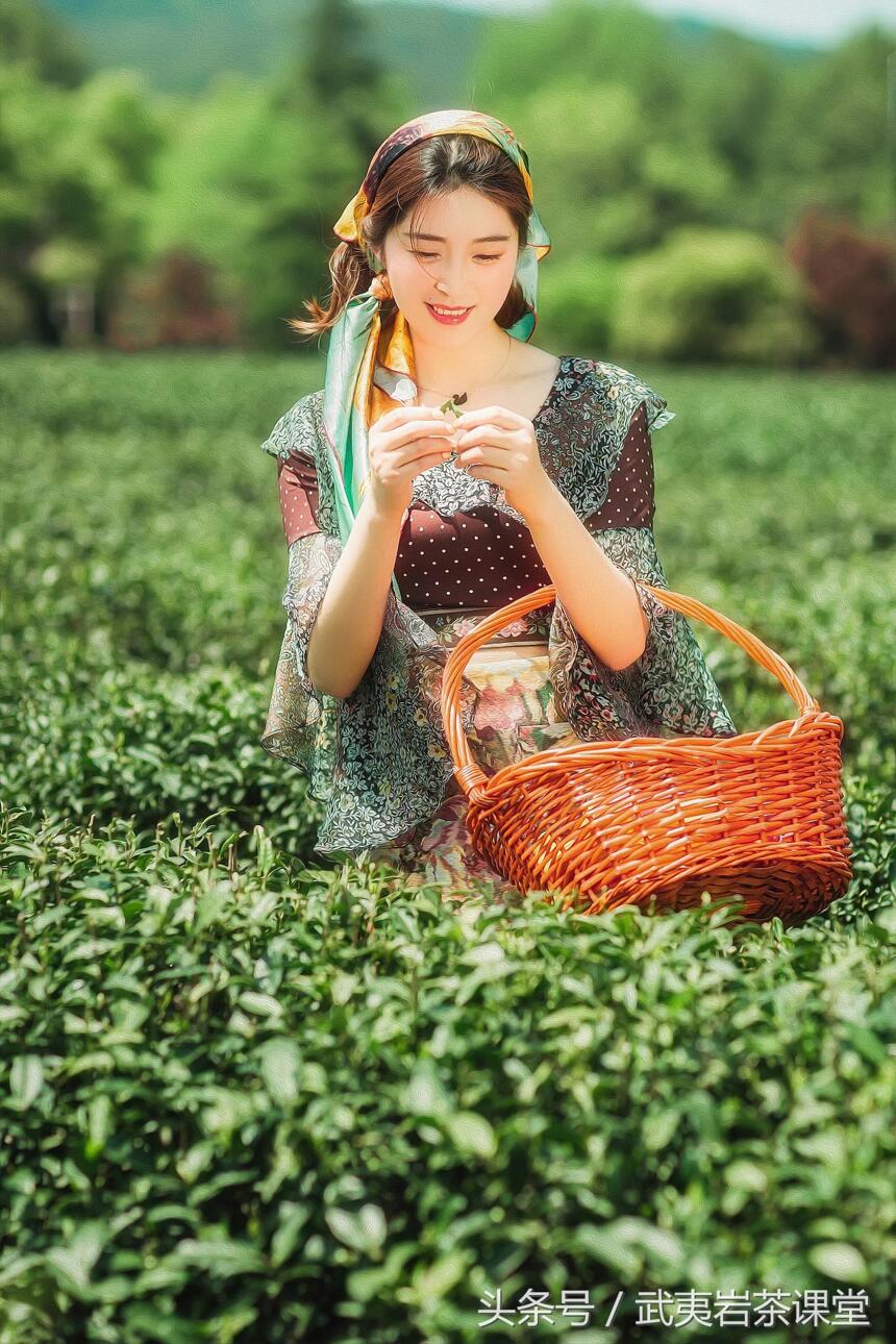 茶叶树种的演化与传播：日本是世界上最早从中国输入茶种的国家