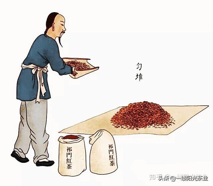 精致手绘，祁门红茶传统手工制作流程图