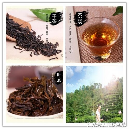 六大茶类的性味及适应人群（上—黑茶和红茶）