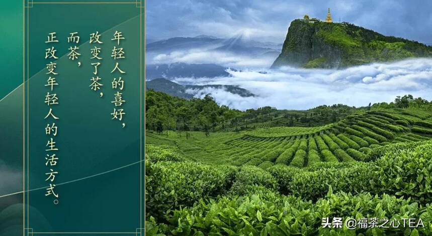 蓬勃发展的中国茶，带给世界清香也回馈大自然一片绿色
