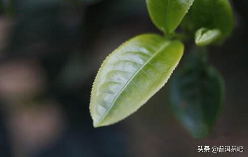 普洱茶树最喜欢什么样的土壤？
