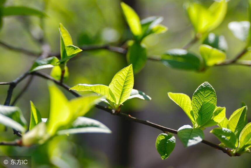 武夷岩茶品种茶传记：春过始发芽，真是不知春