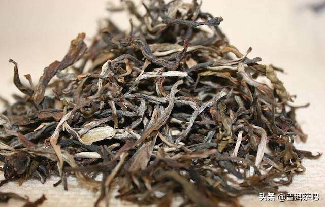 为什么古树茶在雨季很少采摘？