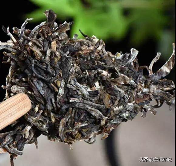 台地茶是乔木，也是云南普洱茶的重要原料