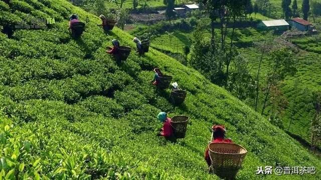 重大利好丨云南“推动云茶产业绿色发展”十点意见解读