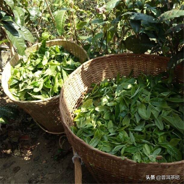 【干货分享】临沧勐库西半山普洱茶茶区